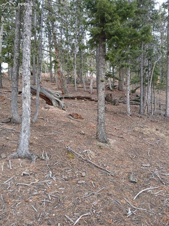 495 Wakanda Trail Woodland Park CO 80863