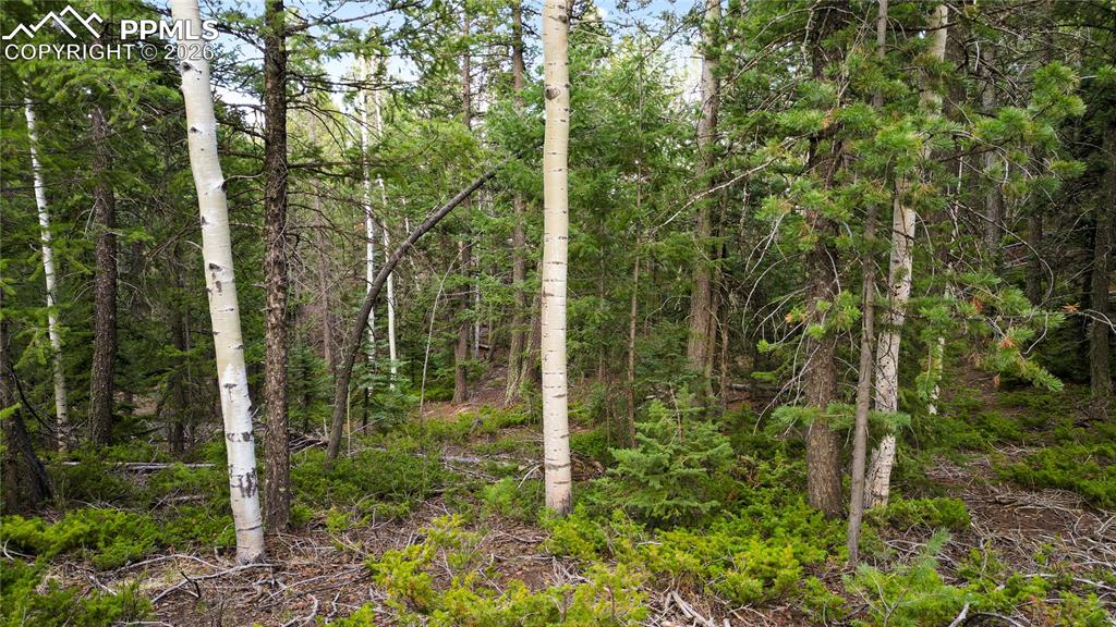68 Yale Place Woodland Park CO 80863