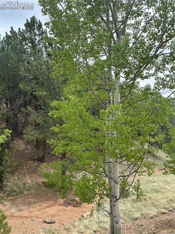 1600 Pikes Peak Drive Divide CO 80814