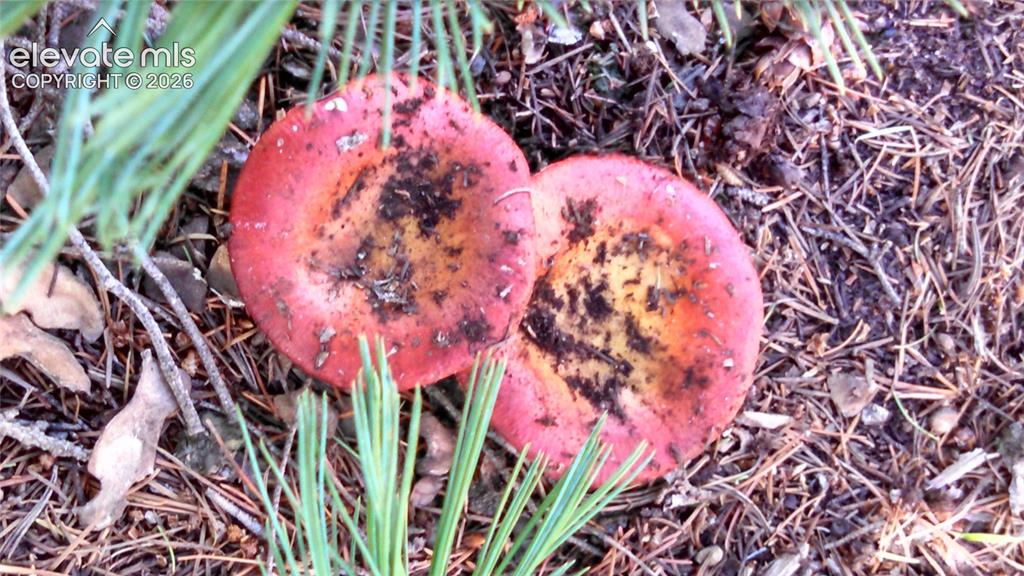 0 Unknown Cripple Creek CO 80813