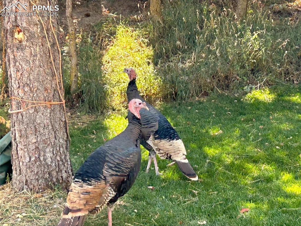 7630 Delmonico Drive Colorado Springs CO 80919