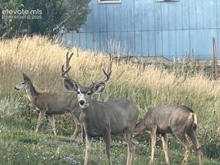 320 Columbine Road Palmer Lake CO 80133