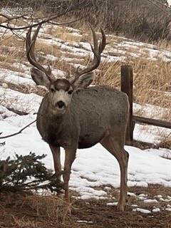 320 Columbine Road Palmer Lake CO 80133