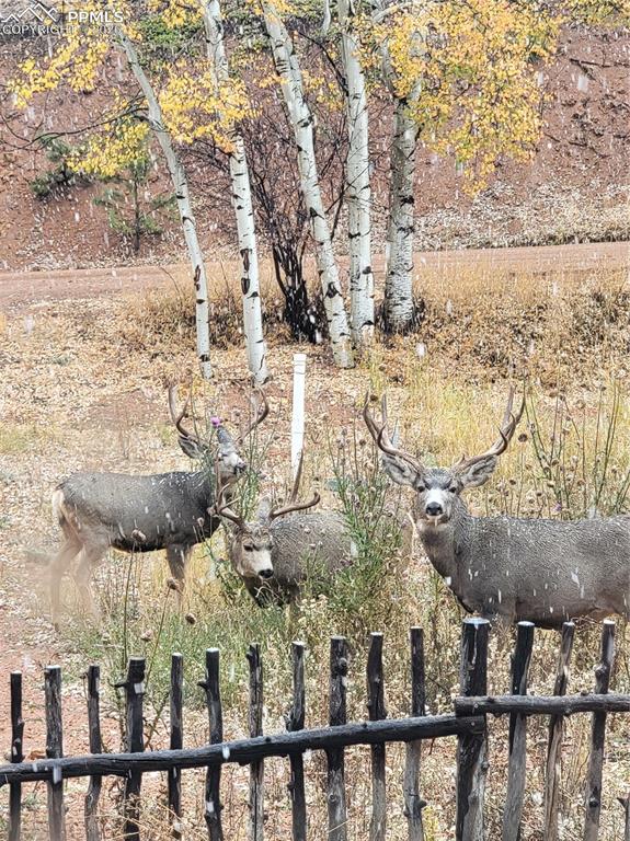 325 Willow Road Divide CO 80814