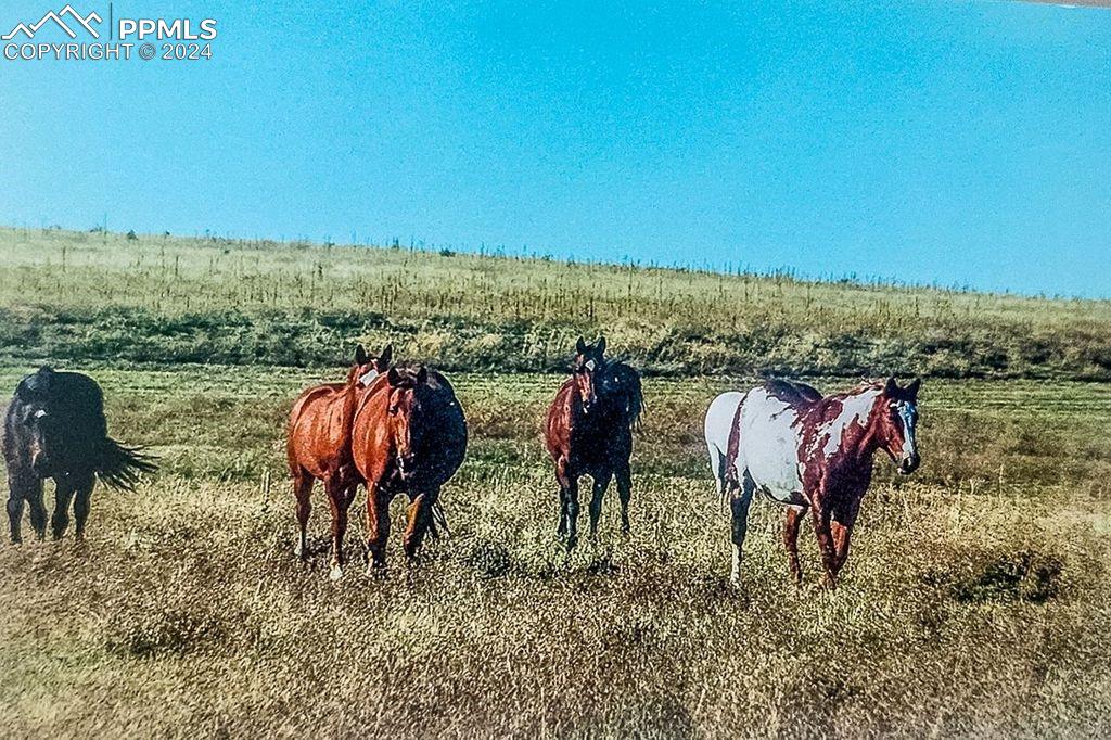 6597 S Highway 83 Franktown CO 80116