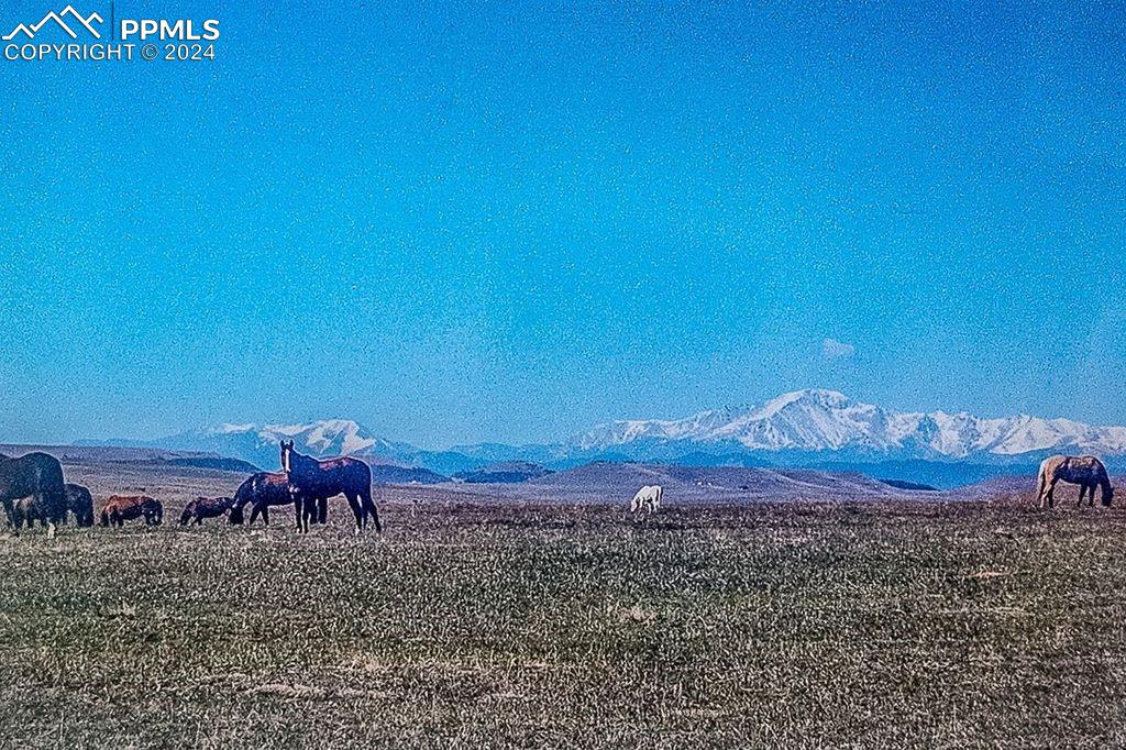 6597 S Highway 83 Franktown CO 80116