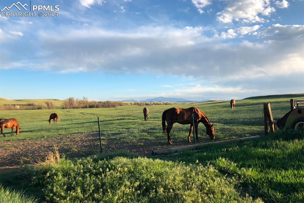 6597 S Highway 83 Franktown CO 80116