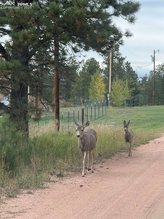 234 Wasatch Lane Florissant CO 80816