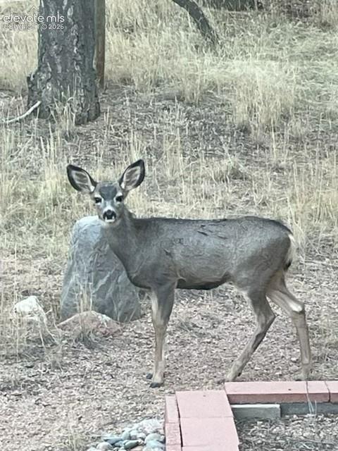 269 Southpark Road Florissant CO 80816