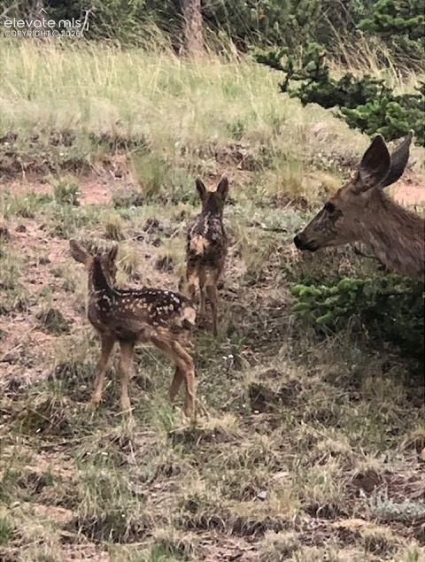 877 N Mountain Estates Road Florissant CO 80816
