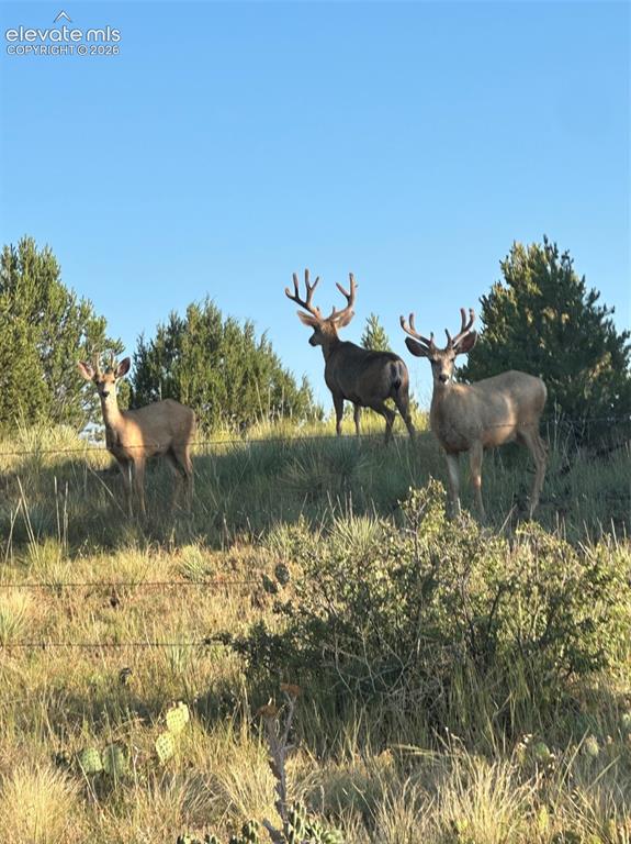 28790 County Road 63.1 Aguilar CO 81020