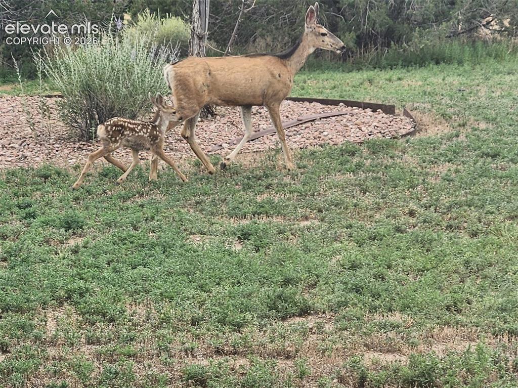449 S Siesta Lane Pueblo CO 81007