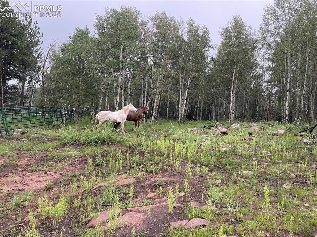 3153 Homestake Place Florissant CO 80816