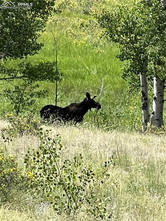 3153 Homestake Place Florissant CO 80816