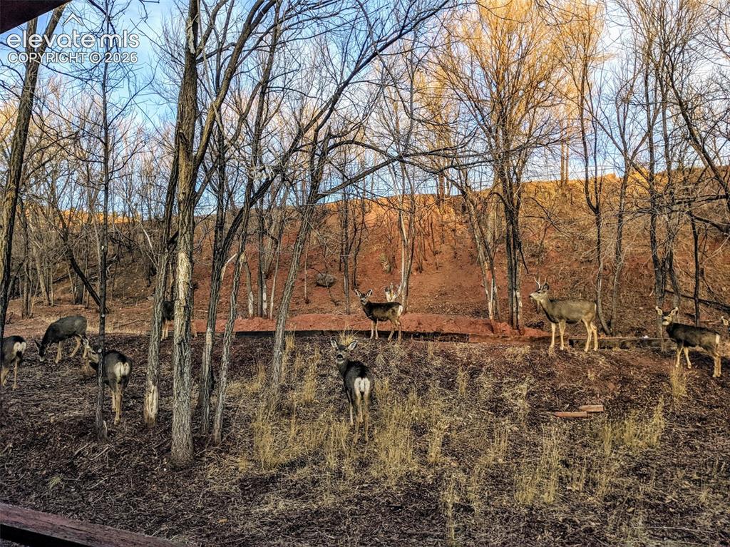 344 Plainview Place Manitou Springs CO 80829