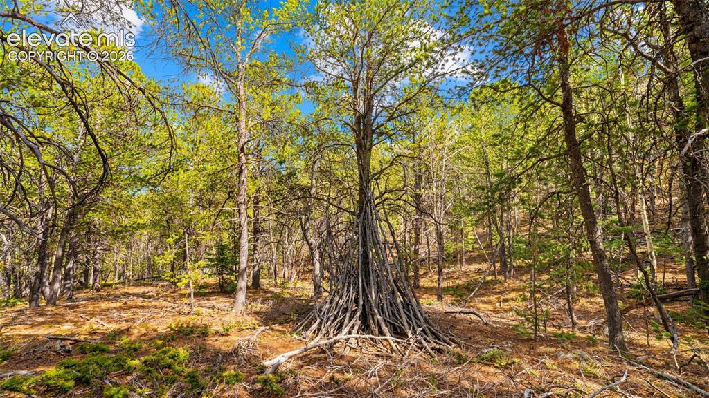 120 Elkhorn Drive Woodland Park CO 80863