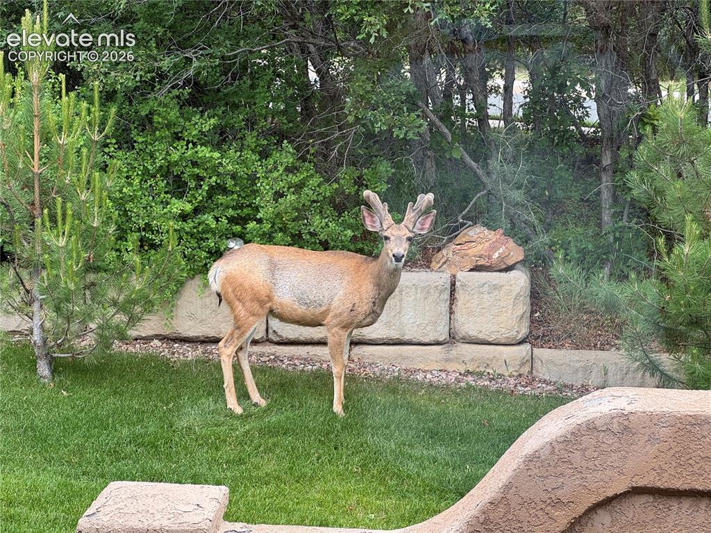 4716 Julliard Drive Colorado Springs CO 80918