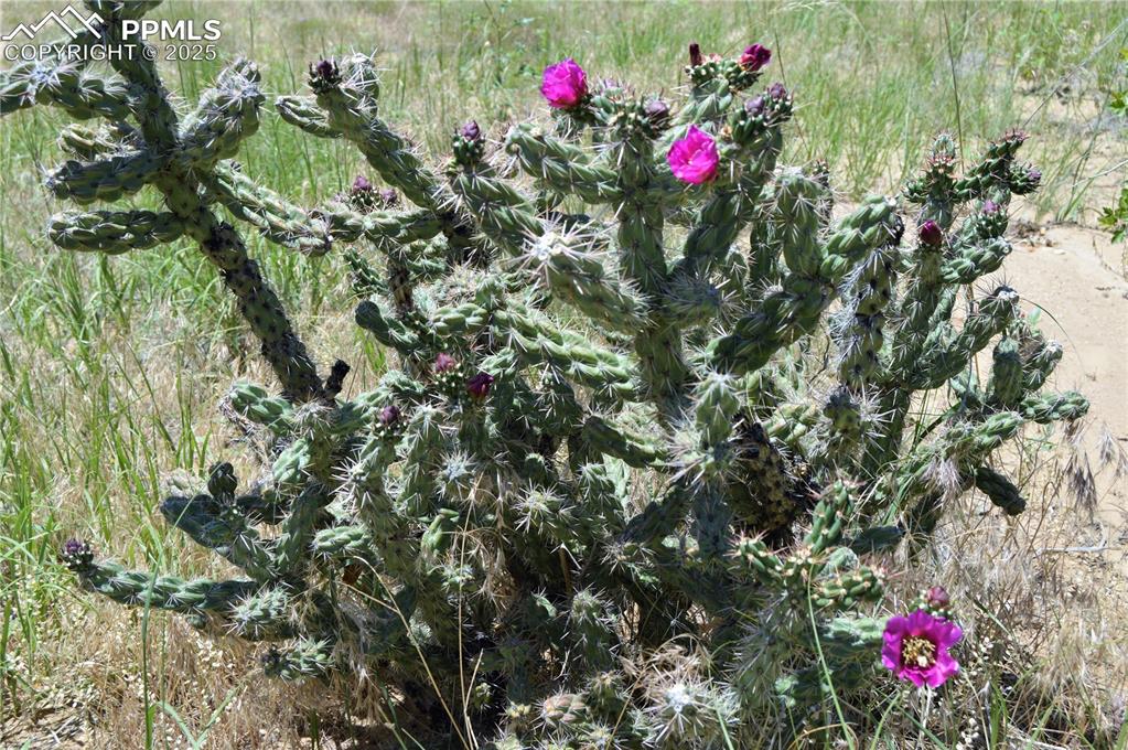 205 Hoofprint Court Walsenburg CO 81089