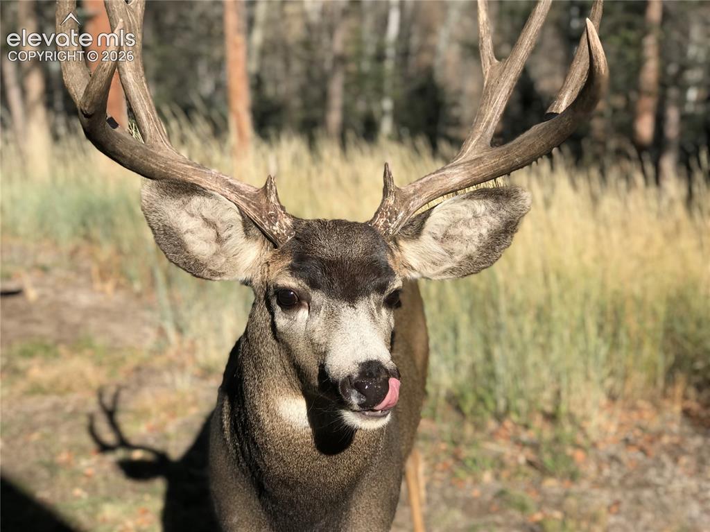 355 Maroon Lake Circle Divide CO 80814