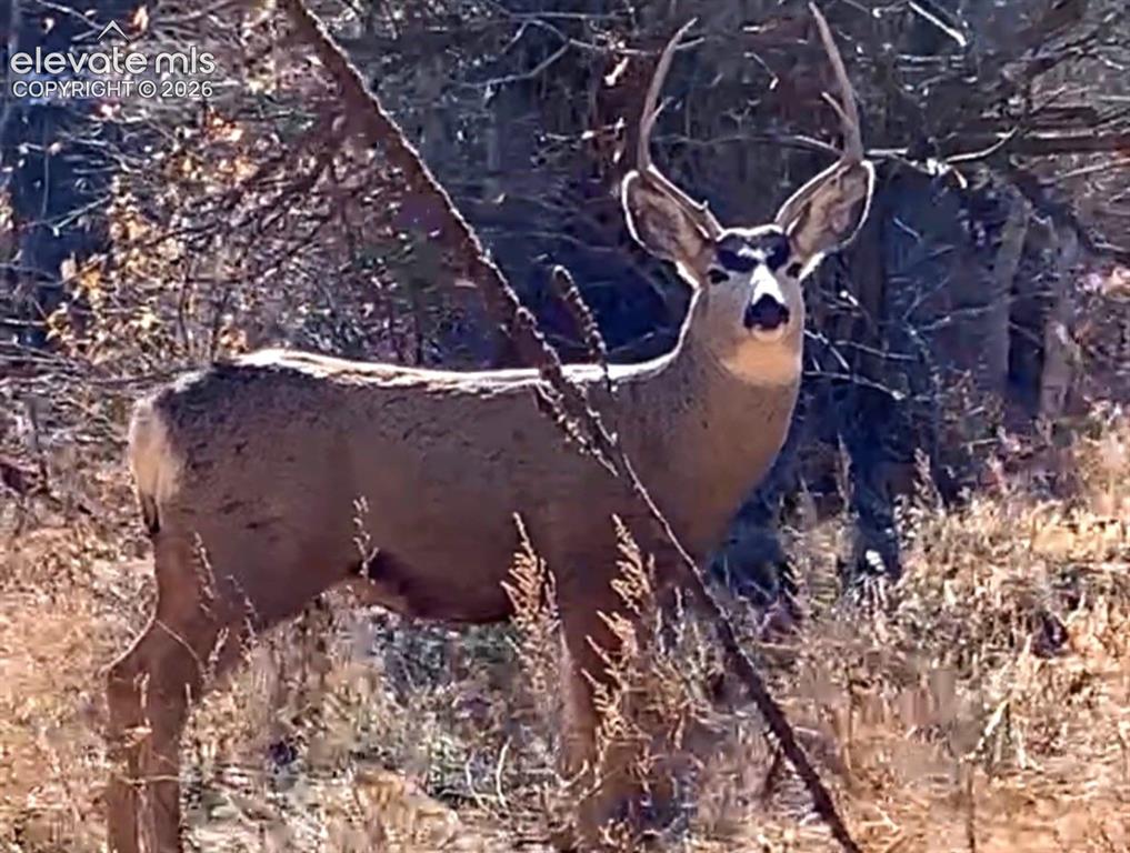 986 Apache Road Florissant CO 80816