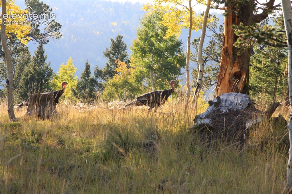 131 Paradiso Road Divide CO 80814