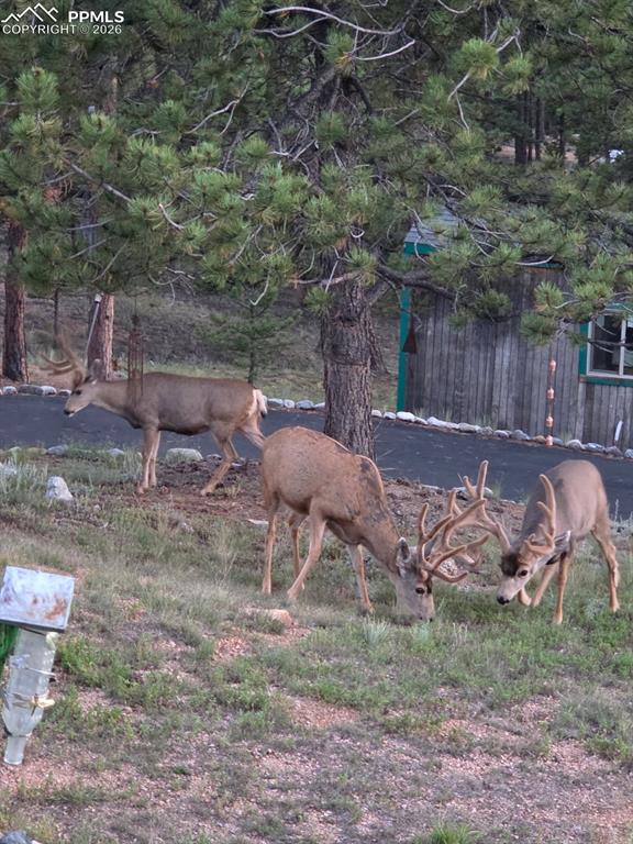 201 Lake Drive Florissant CO 80816