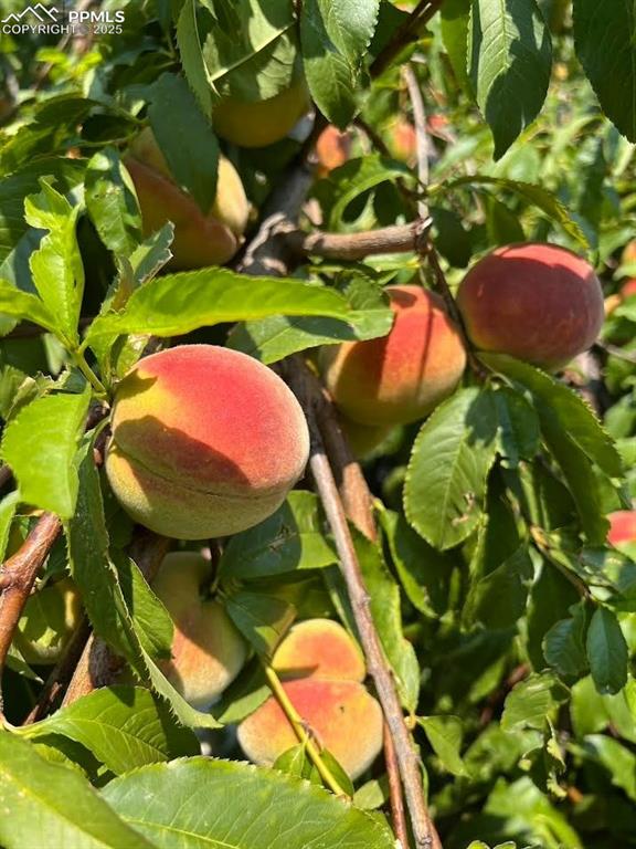 417 Greenwood Avenue Canon City CO 81212