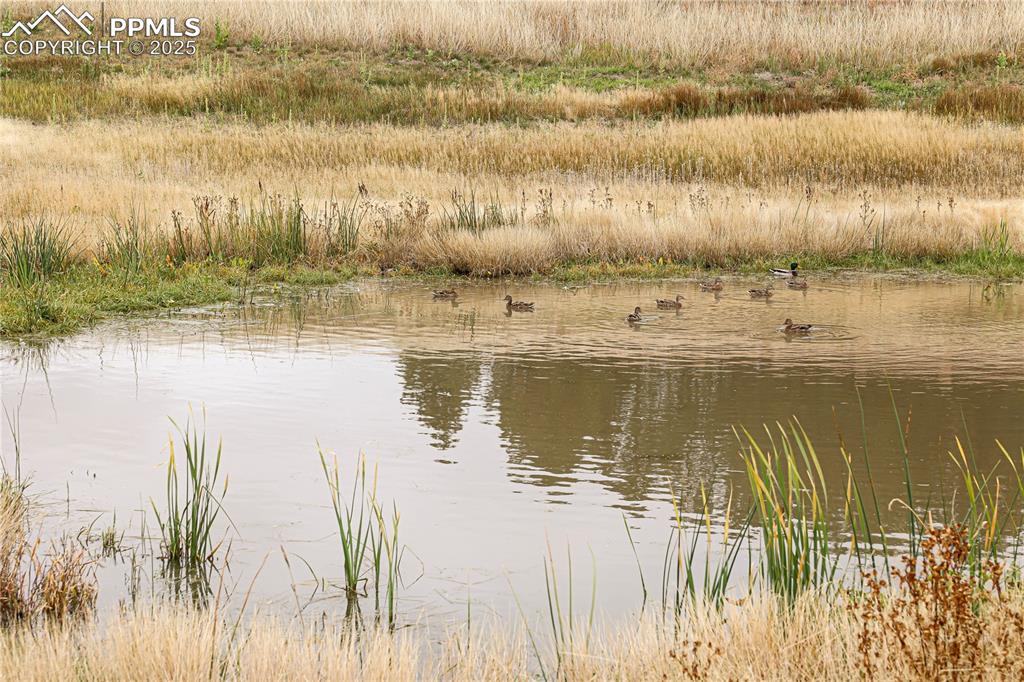 8115 Mustang Road Colorado Springs CO 80908