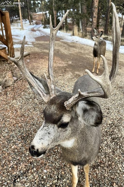 595 Bird Point Road Florissant CO 80816
