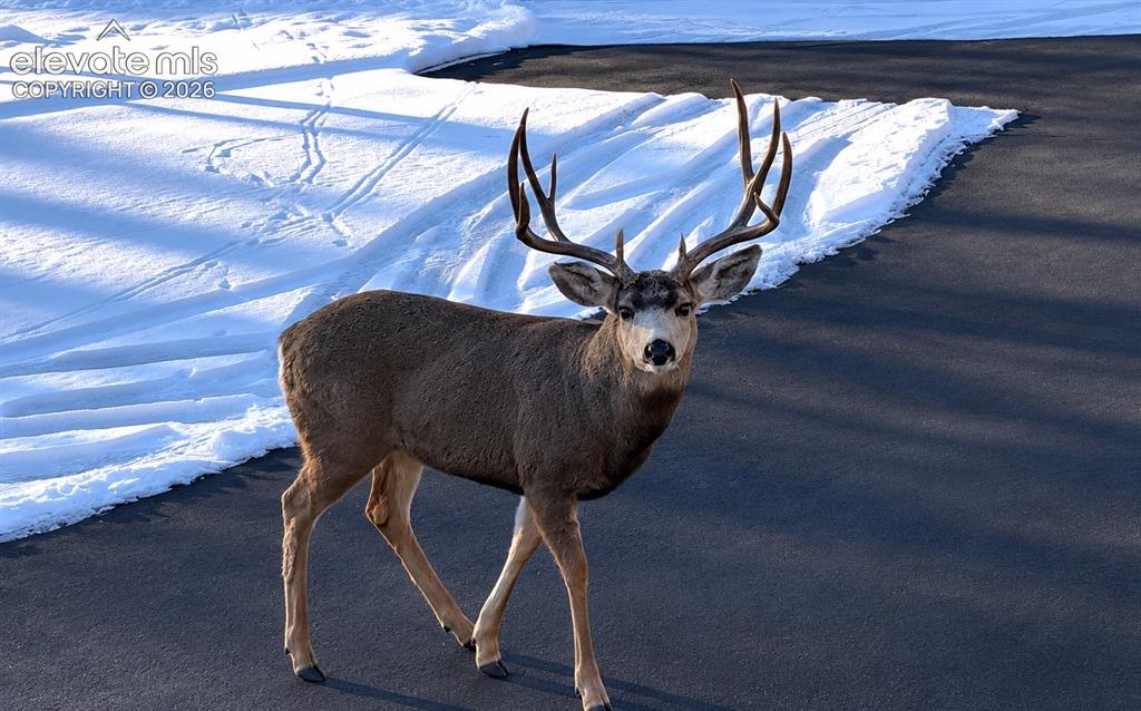 494 Lost Lake Drive Divide CO 80814
