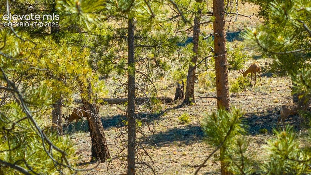 146 Toms Ranch Road Lake George CO 80827
