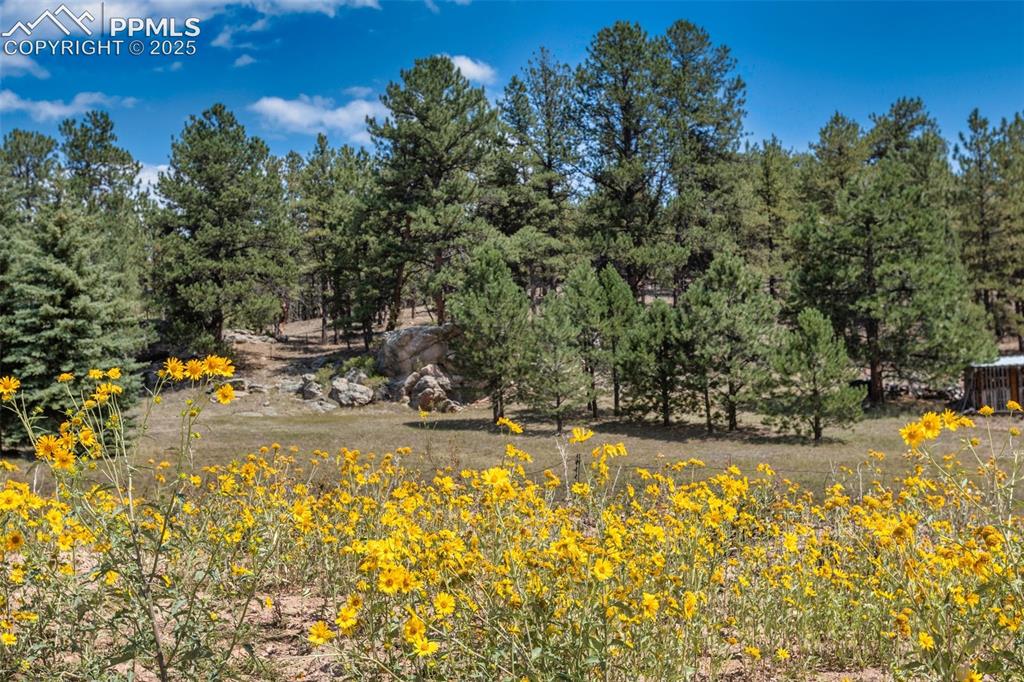 272 Spring Valley Trail Florissant CO 80816