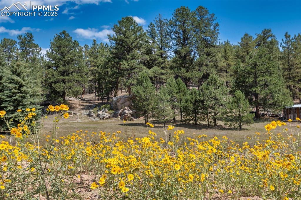272 Spring Valley Trail Florissant CO 80816