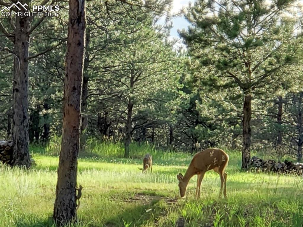 12855 Murphy Road Elbert CO 80106