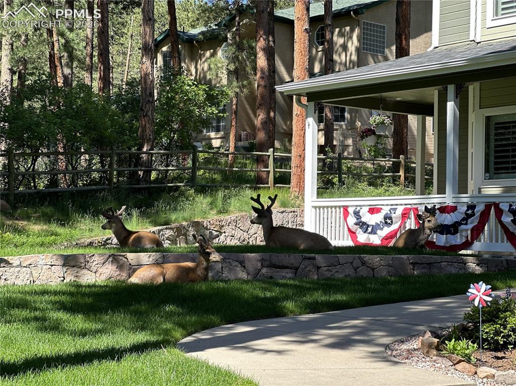 4745 Cheyenne Drive Larkspur CO 80118