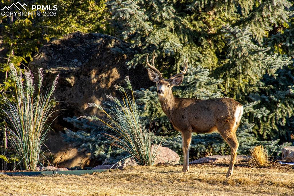 6917 Timbers Drive Evergreen CO 80439