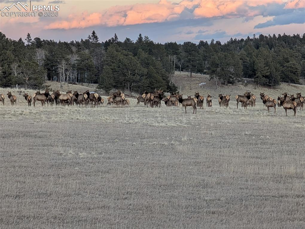 284 County Road 511 Road Divide CO 80814