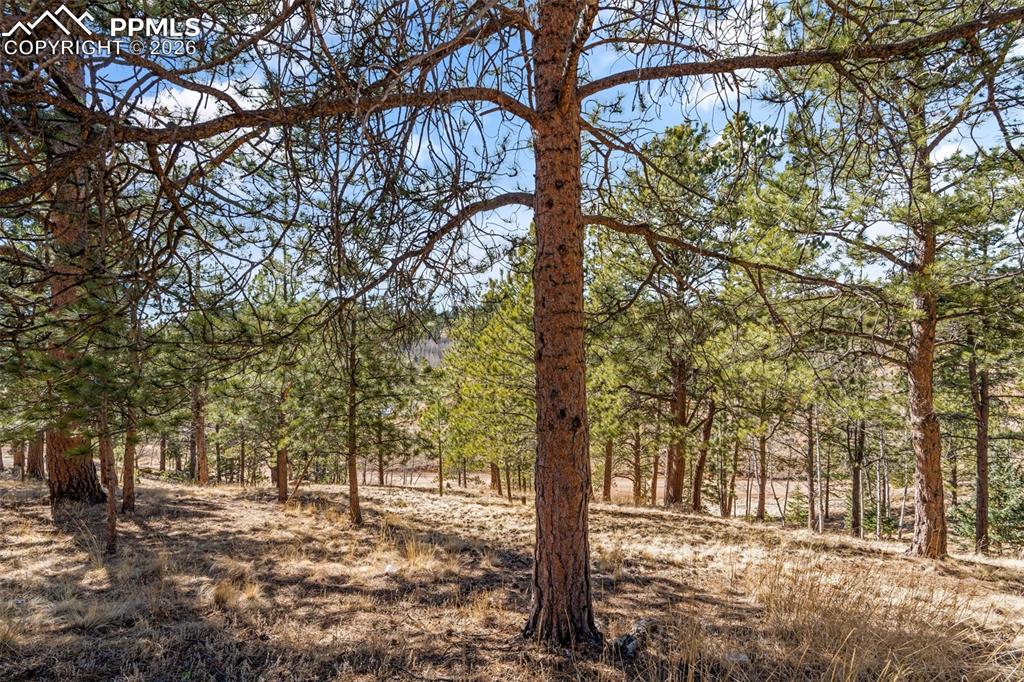 487 Maroon Lake Circle Divide CO 80814