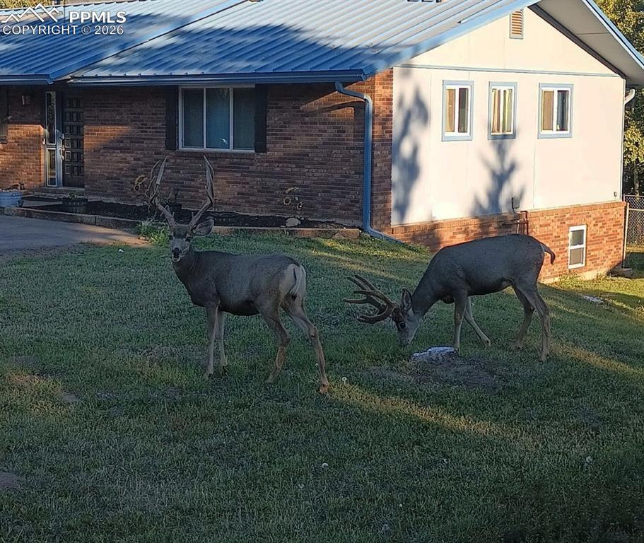 175 Piney Point Lane Woodland Park CO 80863