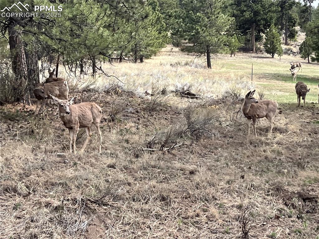 1234 Edelweiss Drive Westcliffe CO 81252