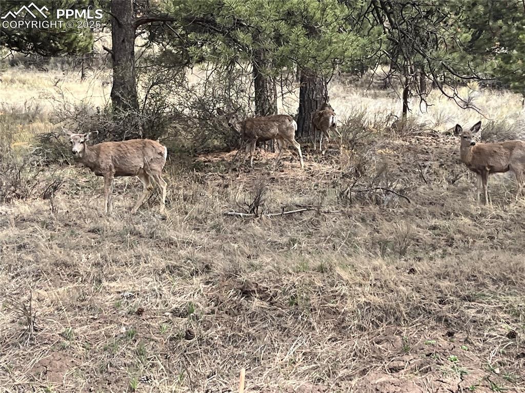 1234 Edelweiss Drive Westcliffe CO 81252