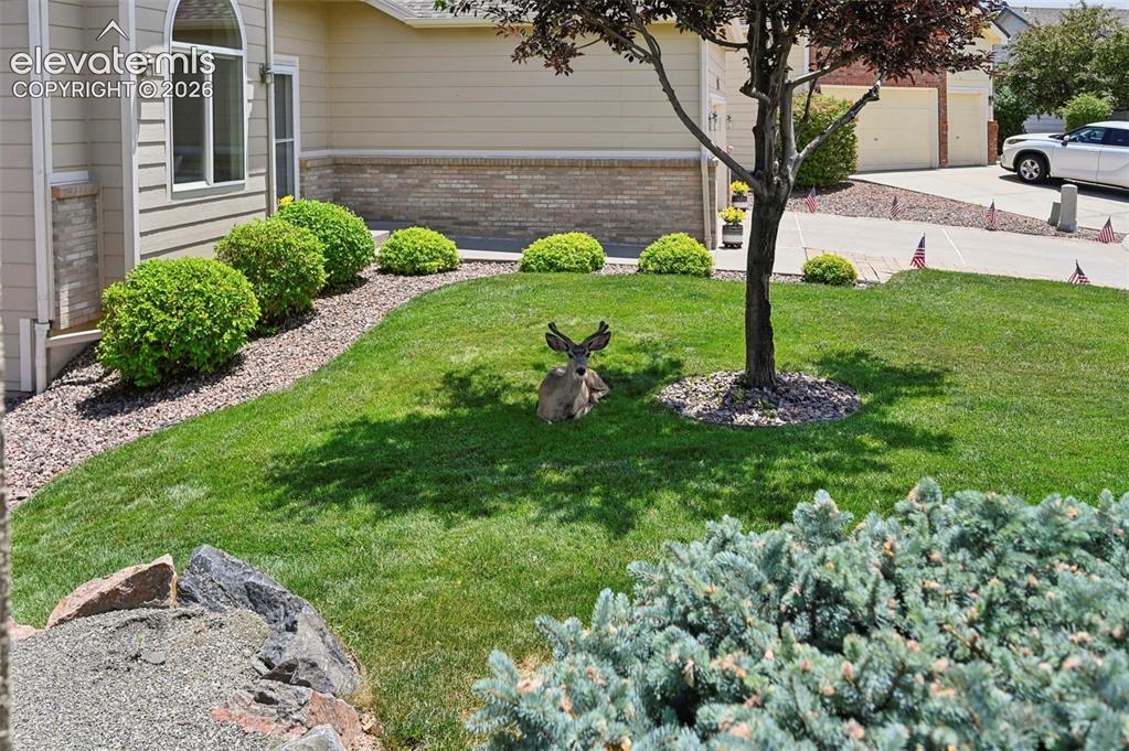 6240 Viewfield Heights Colorado Springs CO 80919