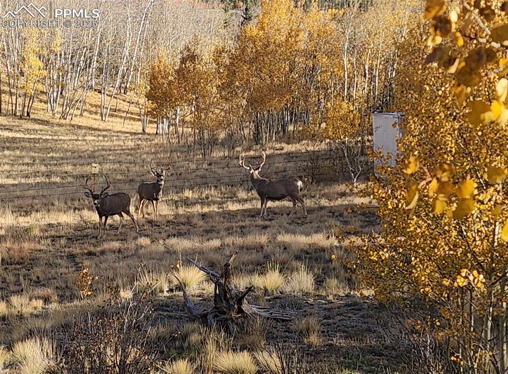 2387 Buffalo Ridge Road Como CO 80432