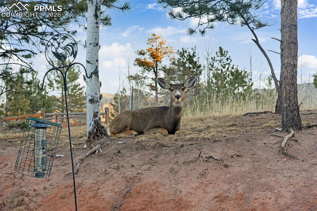 1157 Ptarmigan Drive Woodland Park CO 80863