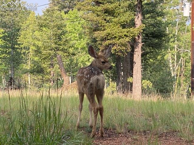 610 Cochetopa Road Florissant CO 80816