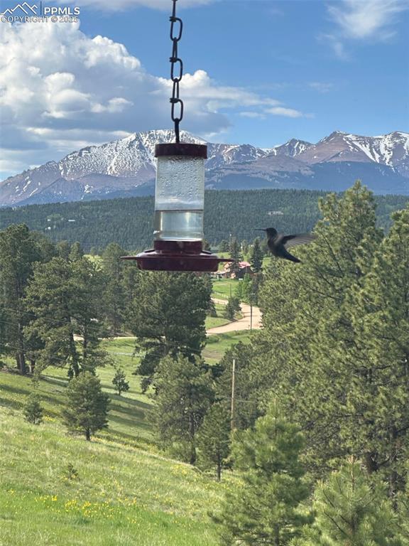 231 S Forty Road Woodland Park CO 80863
