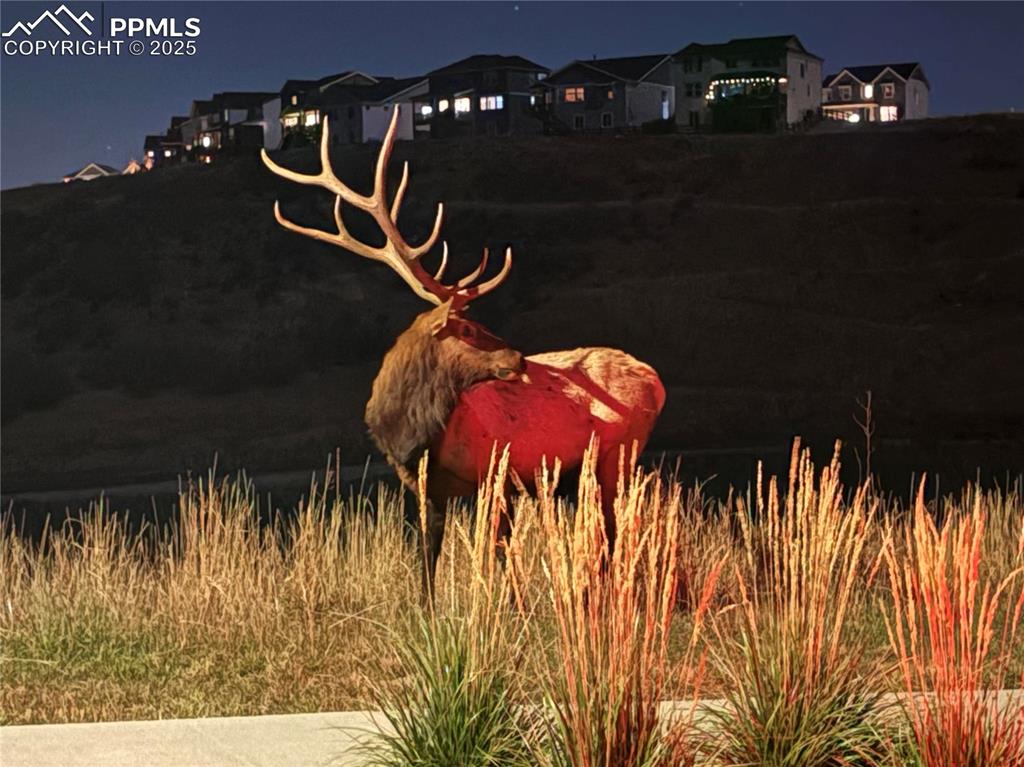 3624 Rucksack Court Castle Rock CO 80108