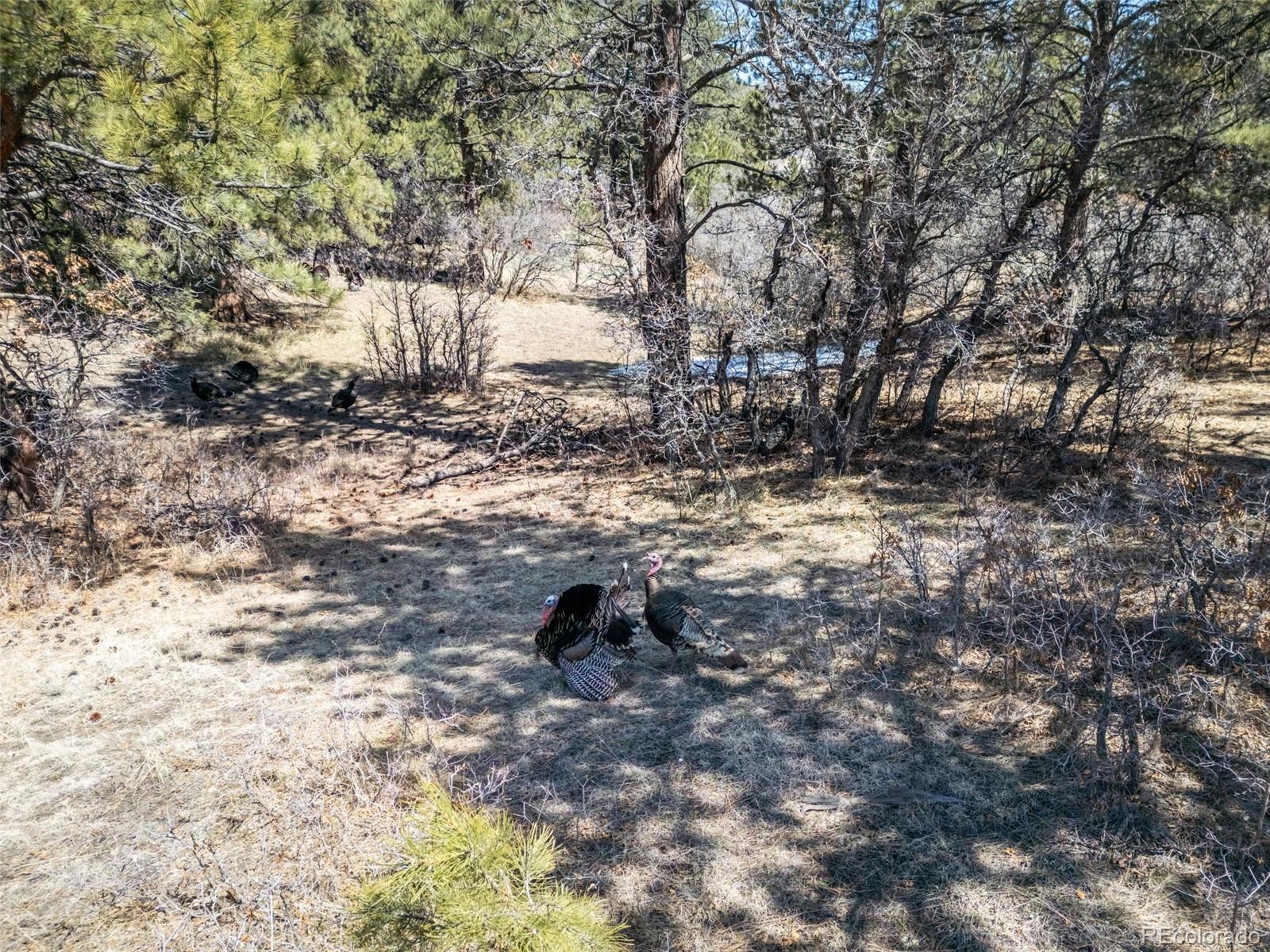 8650 Spruce Mountain Road Larkspur CO 80118