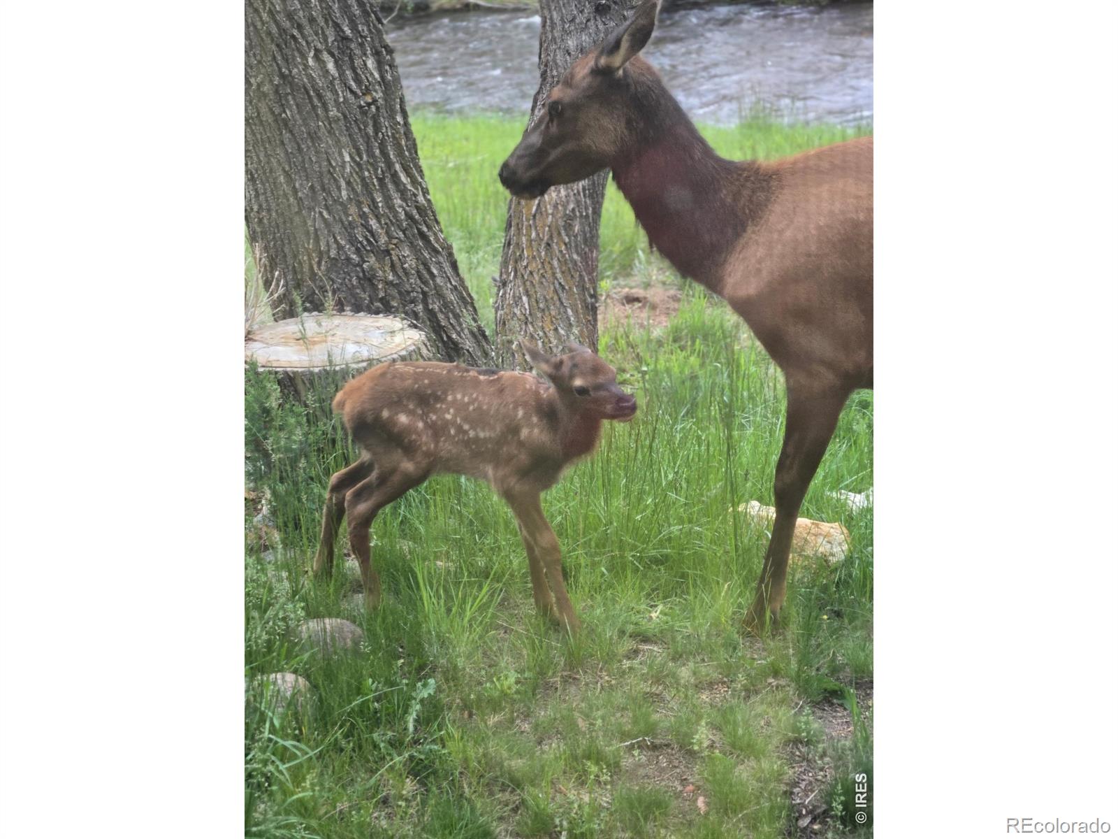 300 Far View Drive Estes Park CO 80517