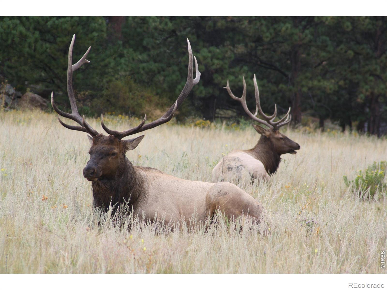 1431 S Saint Vrain Avenue Estes Park CO 80517